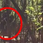 New Bigfoot Video Emerges From Florida