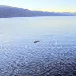 Loch Ness monster seen on camera – Telegraph