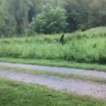 Bigfoot sighting in Henderson County, N.C. – Citizen Times