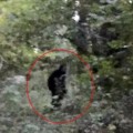 Bigfoot in Sussex