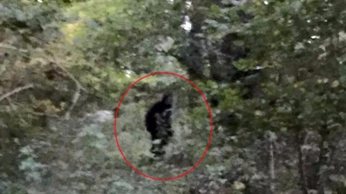 Bigfoot in Sussex