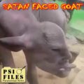 Mutated Evil Goat
